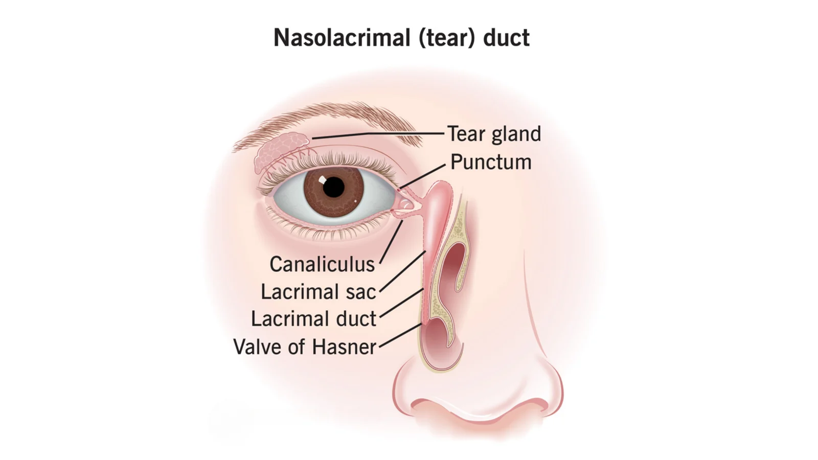 Nasolacrimal Duct