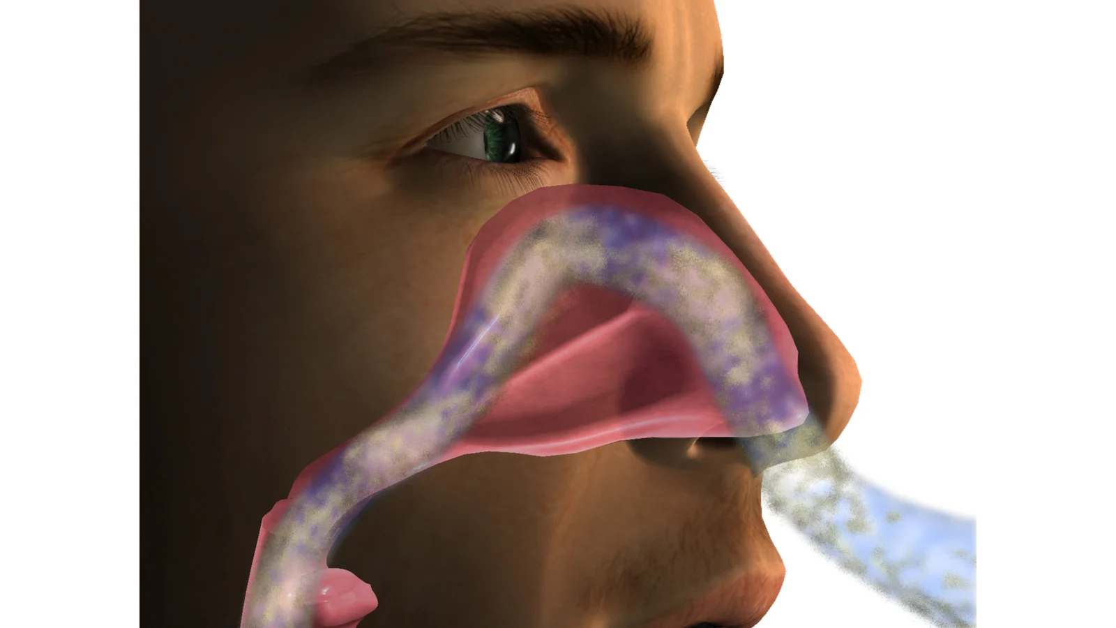 Keep Sneezing Every Time You Arrive in Bangalore? You're Not Alone — Here's Why